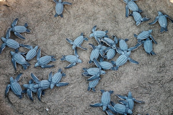 Comment organiser un camping pour observer les tortues pondre sur les plages de Floride?